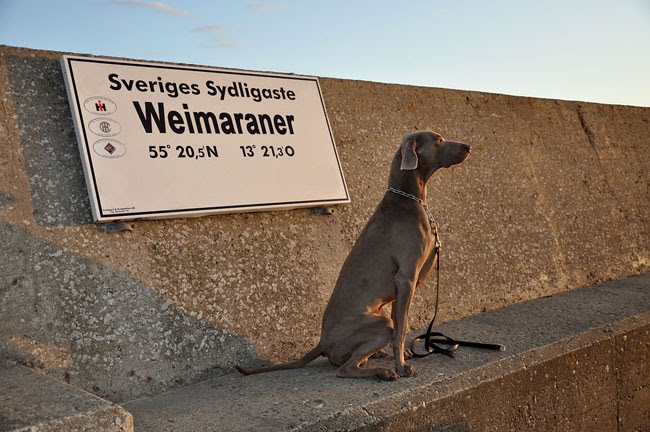 Sveriges Sydligaste Weimaraner