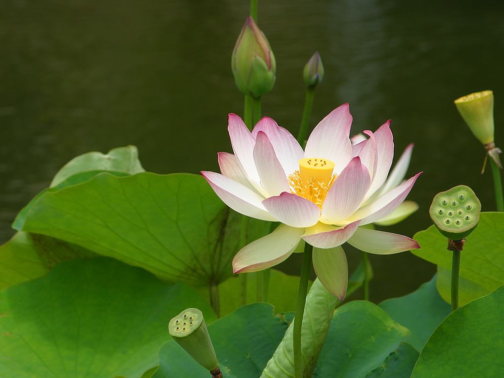 The significance of the lotus flower and some of it's medicinal