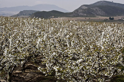 Jumilla Floración de los Cerezos en la Ceja. Pguardio