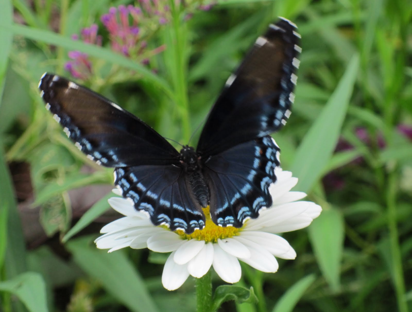 Franklin County (PA) Gardeners July 2010