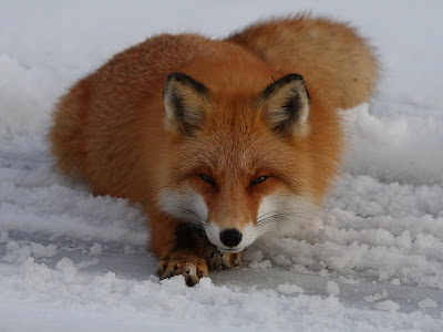 red fox sitting. nice pics of this Red Fox.