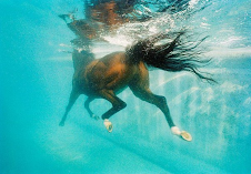 The Aqua Horse Mascot