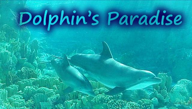 Dolphin's Paradise