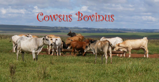 Cowsus Bovinus