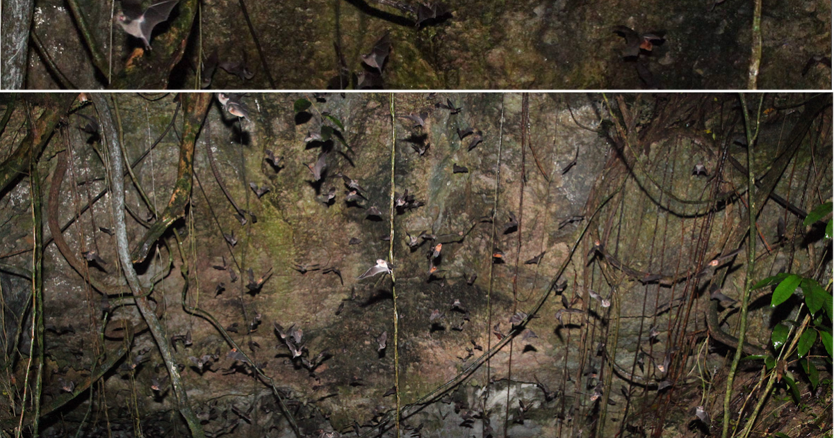 dechronization Boas and bats in western Puerto Rico