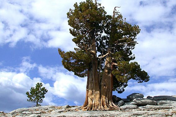 [Pinus+longaeva+4700+år++gammal.jpg]