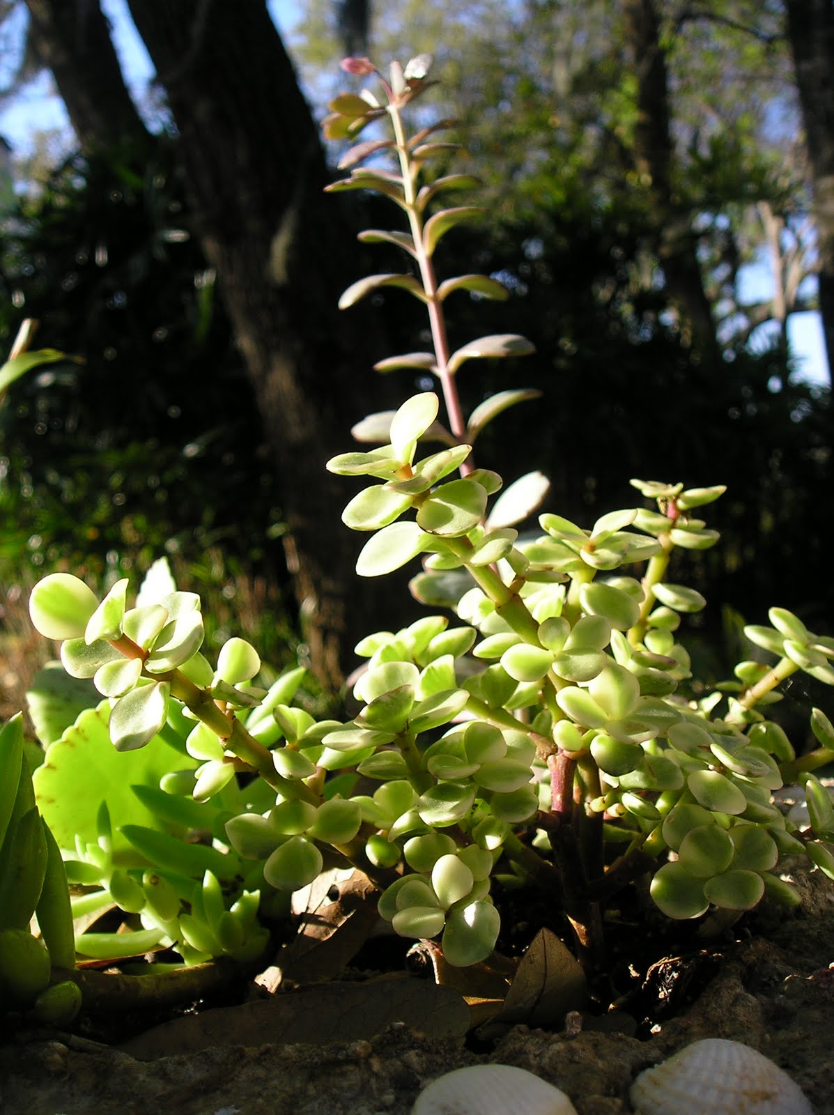 Dig Grow Compost Blog Early Spring And The Bulb Blooms Are
