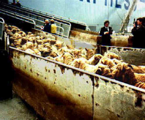 [1sheep-trans-04.jpg]