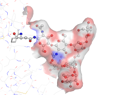 Human complement factor B (2OK5)