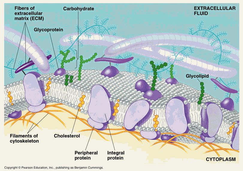 XtalAry Membrane proteins