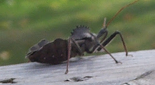 Wheel Bug side shot