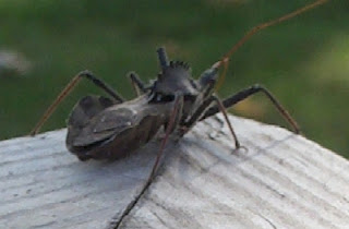 Wheel Bug aka an Assassin Bug aka a True Bug on my porch rail