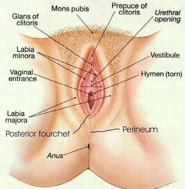 An episiotomy is a surgical procedure done during a vaginal delivery that