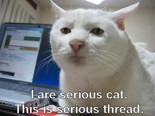 [serious_cat.jpg]