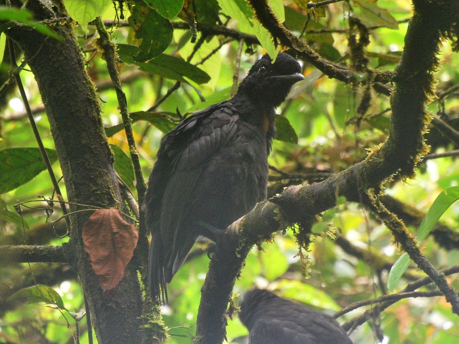 Jan Axel's Blog Bird of the month Barenecked Umbrellabird