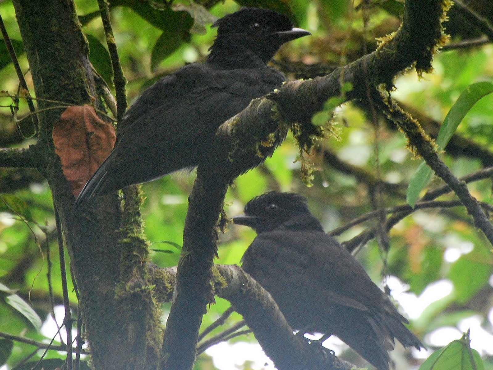 Jan Axel's Blog Bird of the month Barenecked Umbrellabird