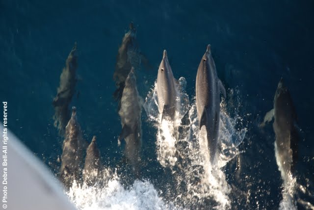 Frolicking Dolphins