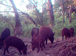 feeding off of main trail