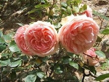 Roses : village de Kérinet : grande Brière