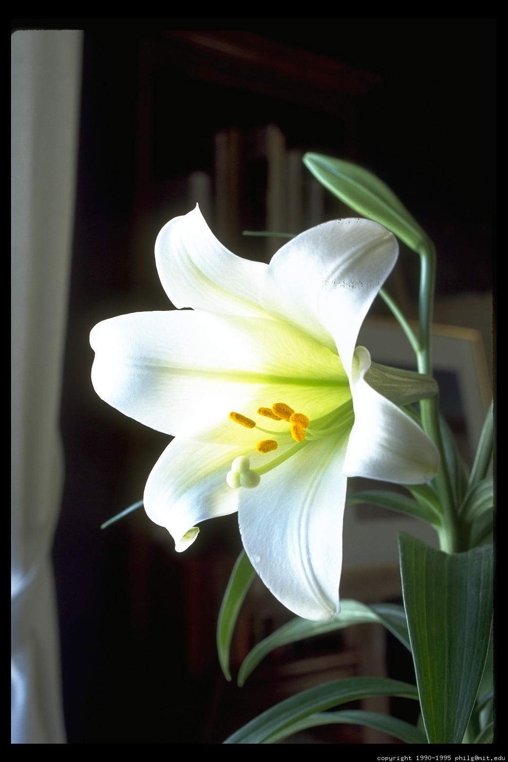 the Easter Lily