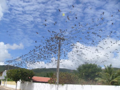 http://1.bp.blogspot.com/_Tte6Fgdmmaw/TAhqo-DvIyI/AAAAAAAABfk/XmUviCwPh0M/s1600/andorinhas.bmp