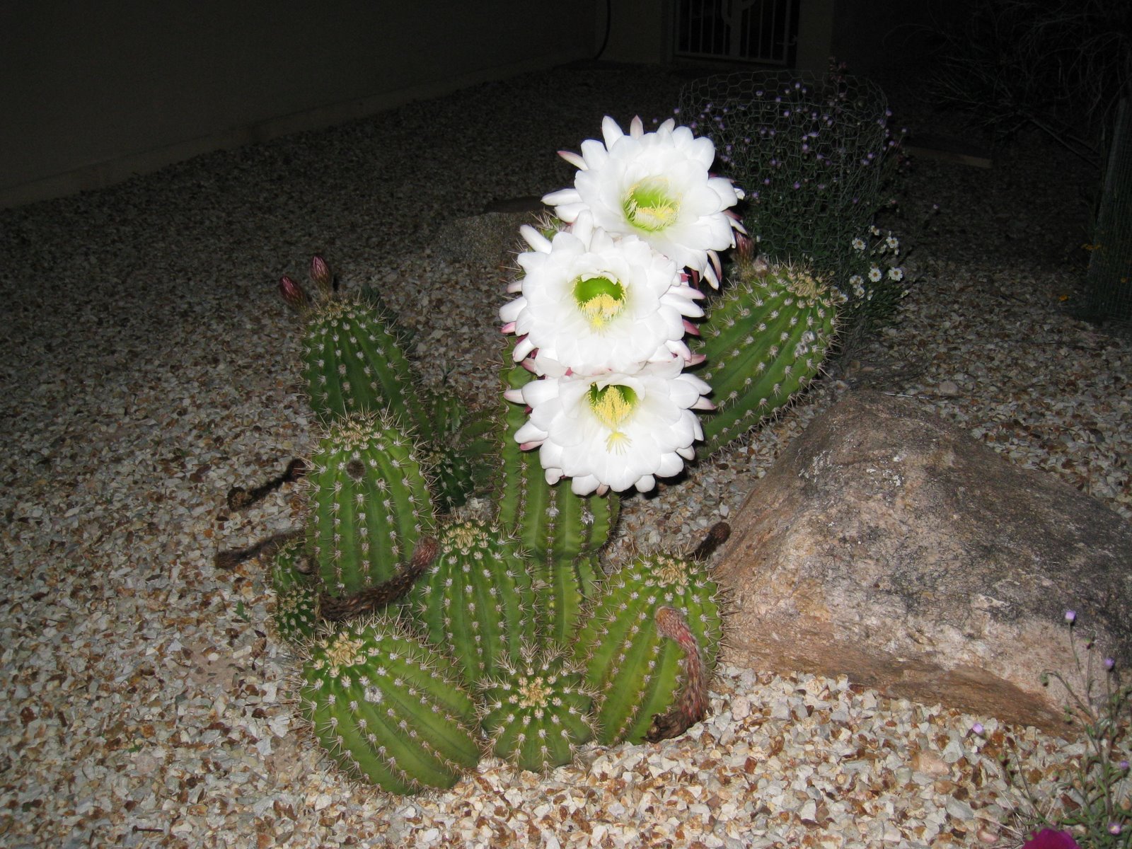 Desert Dabbler: Giants Among Us: Argentine Giants in Bloom 