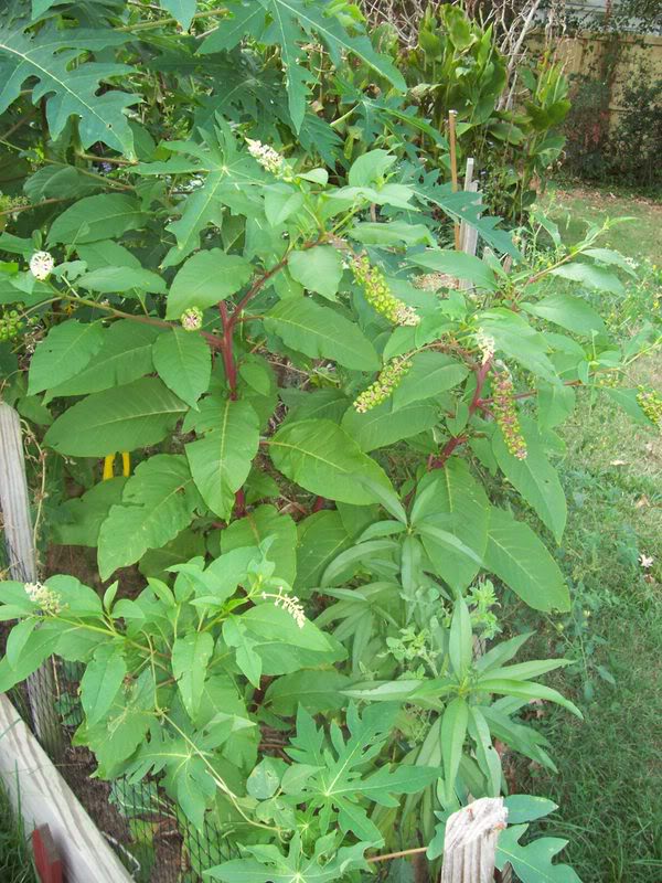 Nancy and the Kitties Polk Salad Nancy