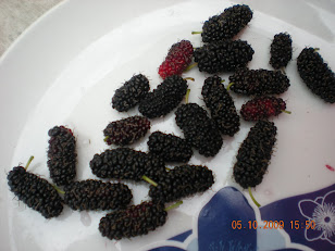 My Delicious Blackberries