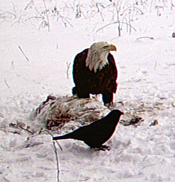 Bald Eagle Feeding at Dead Deer