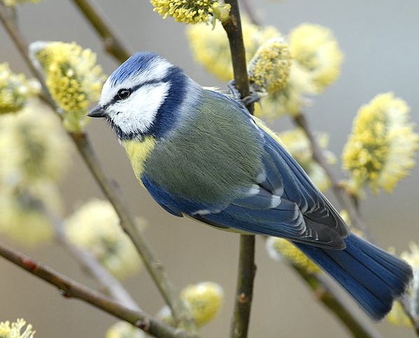 [parus-caeruleus-3.jpg]