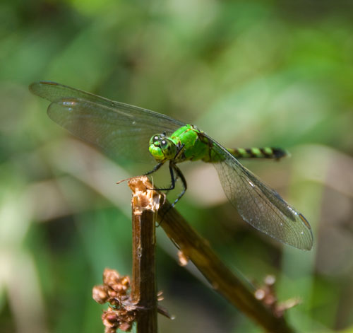 [dragonfly_green.jpg]