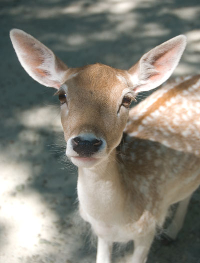[deer.jpg]