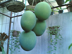 My Fruits (Mangga Gedong Gincu)