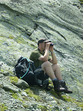 Wallcreeper, what wallcreeper?