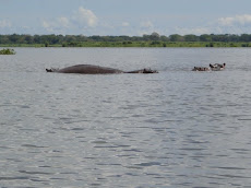 More Hippos!