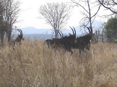 Sable Antelope