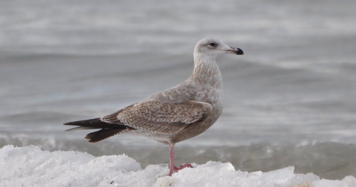 Anything Larus 1st Cycle Herring Gull