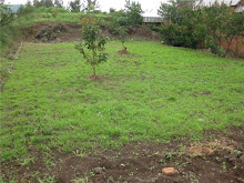 Field where the Playground will be
