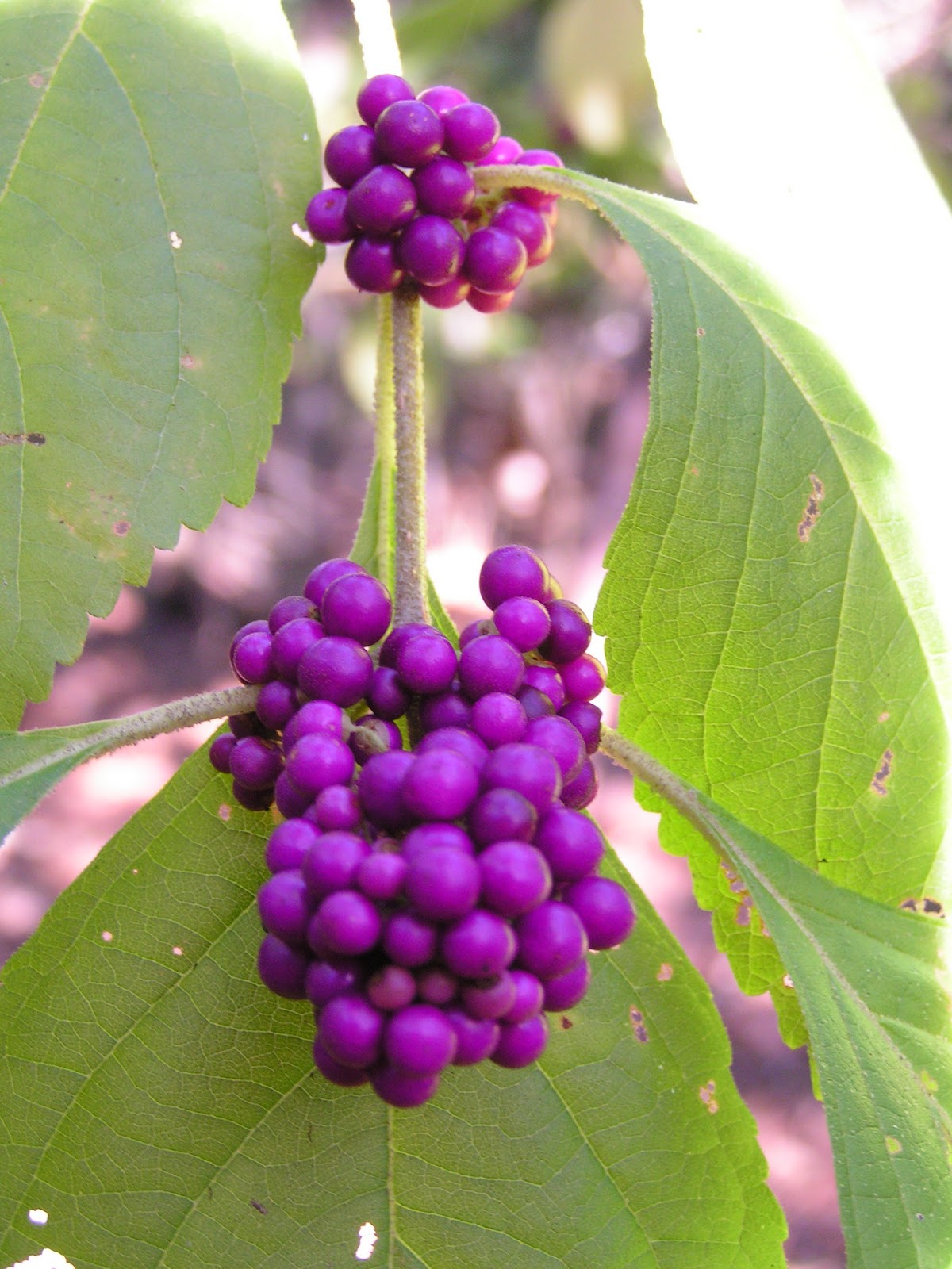 Maryspictures American Beautyberry A beautiful East Texas Plant