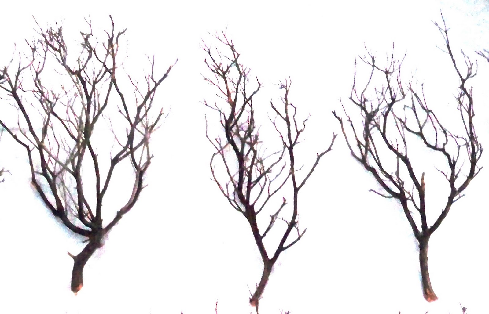 Branches [1970]