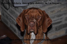 Subasta solidaria Amics dels Animals de la Noguera