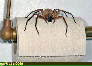Giant_Toilet_Spider.jpg