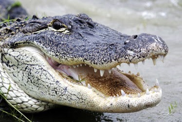 alligator swamp crocodile land coming im texas