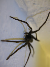 The huge spider