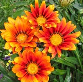 Mandalas, Espacio Abierto: Flores naranjas