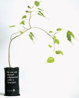 [plante_arvore_01.jpg]