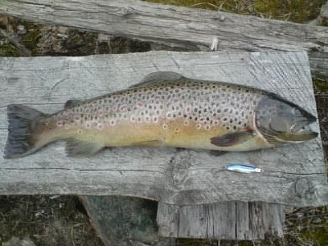 [Ljussjön+öring.JPG]