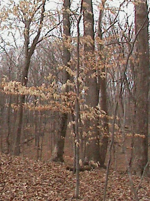 Beech+tree+winter+leaves.jpg