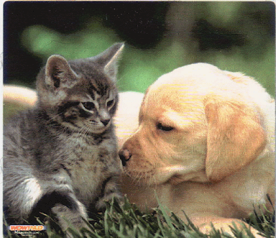 free puppies kitten we are puppies and kittens sleeping. free puppies kitten we are