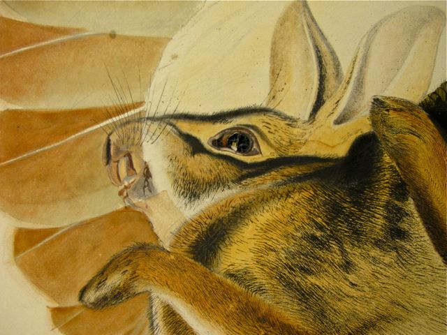 julie zickefoose on blogspot